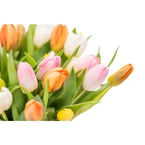 Kytice  tulipánů
